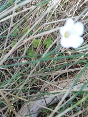 Oxalis dentata