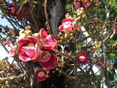 Couroupita guianensis