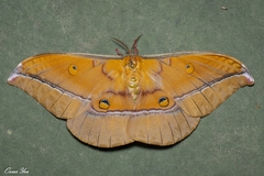 Antheraea formosana