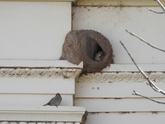 Passer domesticus