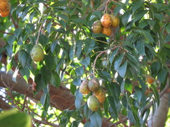 Magnoliopsida