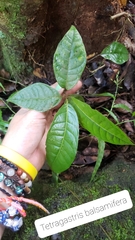 Tetragastris balsamifera