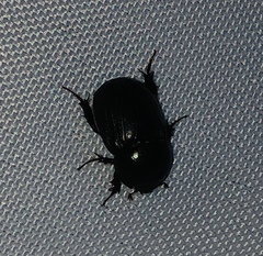 Euetheola