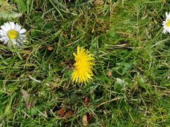 Taraxacum officinale