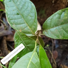 Tetragastris balsamifera