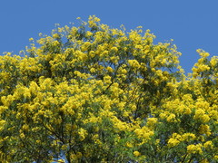 Magnoliopsida