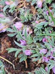 Astragalus tridactylicus