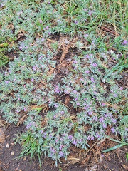Astragalus tridactylicus