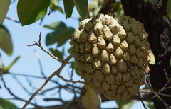 Annona crassiflora