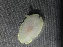 Acanthodoris hudsoni