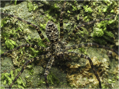 Heteropoda simplex