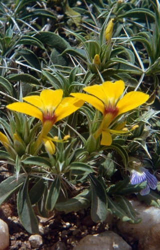 Barleria proxima
