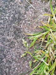Poa annua