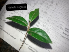Hirtella rugosa