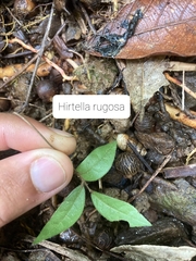 Hirtella rugosa