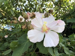 Hibiscus makinoi