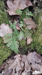 Dryopteris carthusiana