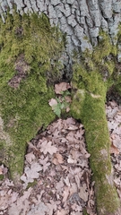 Dryopteris carthusiana