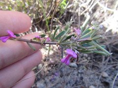 Indigofera sulcata
