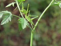 Odontura glabricauda