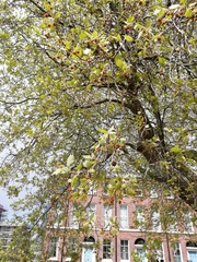 Platanus