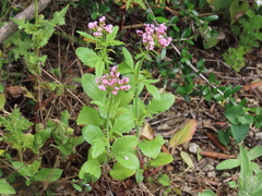 Centranthus macrosiphon