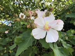 Hibiscus makinoi