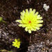 California Desertdandelion - Photo (c) Jerry Pierce, some rights reserved (CC BY-NC-SA)