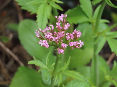Centranthus macrosiphon