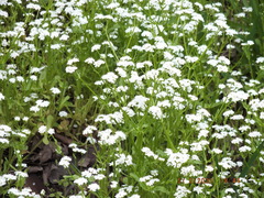 Valerianella umbilicata