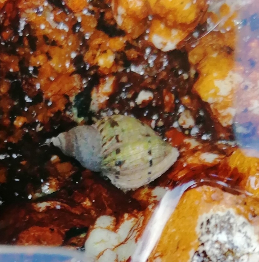Common Dogwhelk