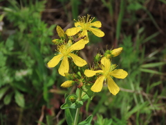 Hypericum perfoliatum