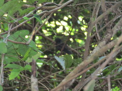 Cercomacra melanaria