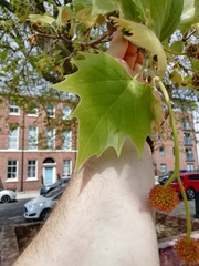 Platanus