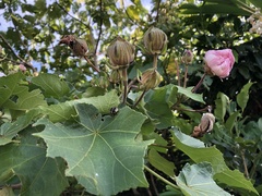 Hibiscus makinoi