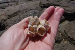 Notomegabalanus decorus