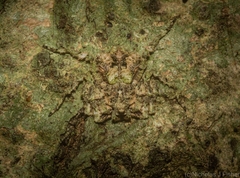 Stephanopis carcinoides