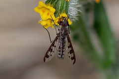 Thevenetimyia tridentata