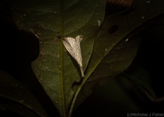 Trigonistis demonias