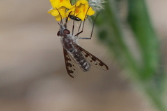 Thevenetimyia tridentata
