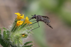 Thevenetimyia tridentata