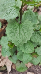 Alliaria petiolata