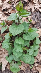Alliaria petiolata