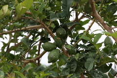Citrus medica