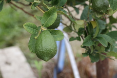 Citrus medica