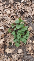 Alliaria petiolata