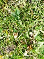 Trifolium repens