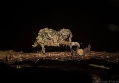 Tychreus sellatus