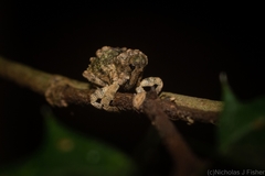 Tychreus sellatus
