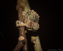 Tychreus sellatus